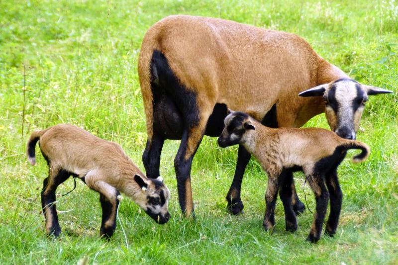 Tierischer Zuwachs an der Mandaukaserne