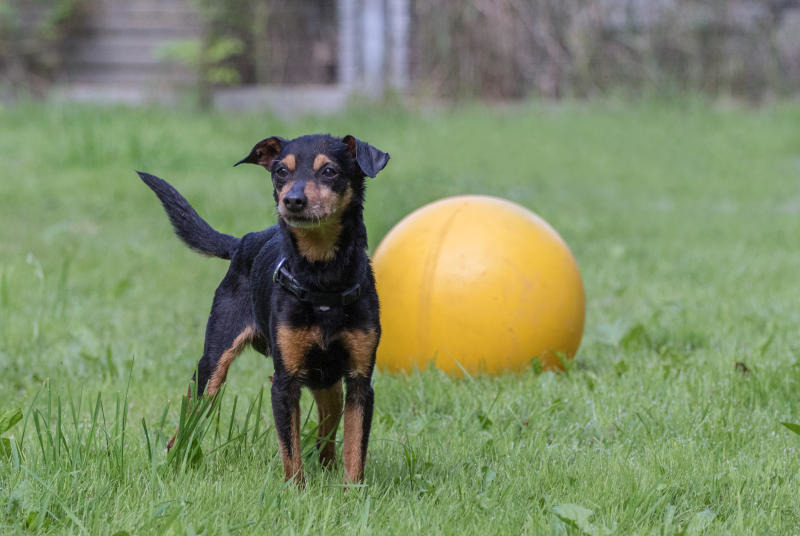 Sportlicher Geselle