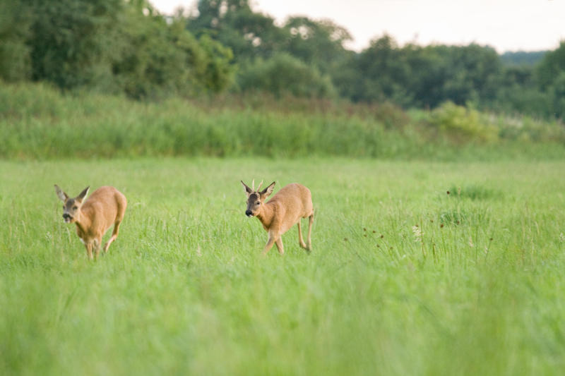 Achtung: Rehe im Liebesrausch!