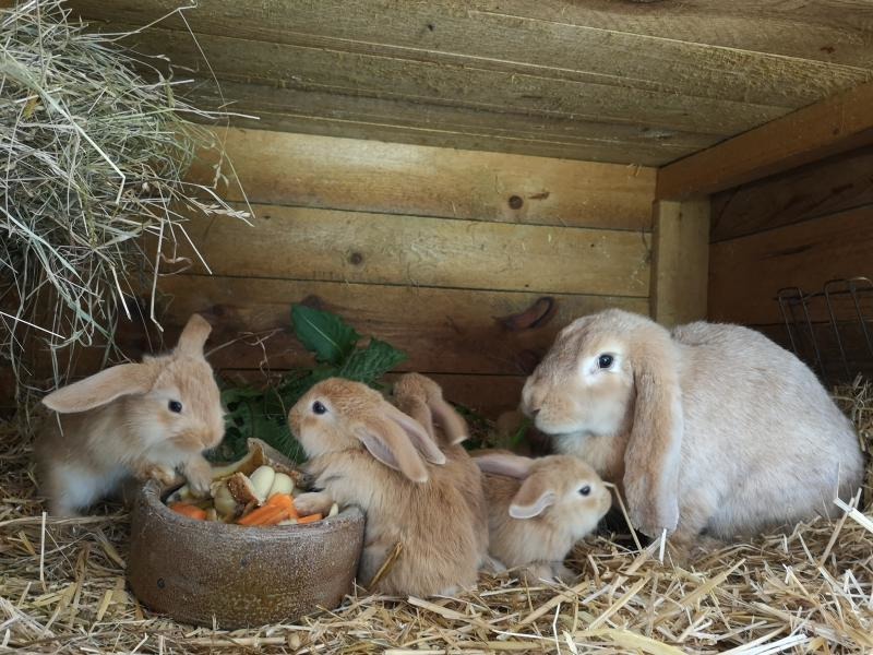 Schlappohren für den Kölner Zoo