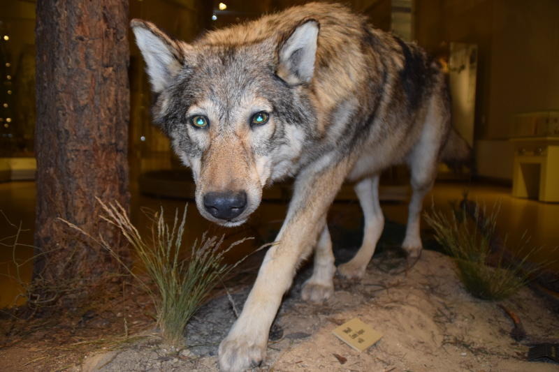 Die Ausbreitung des Wolfs im Freistaat hält an