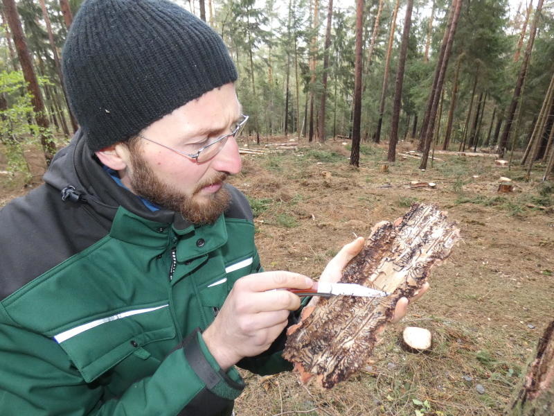 Borkenkäfer zwingt zum Waldumbau