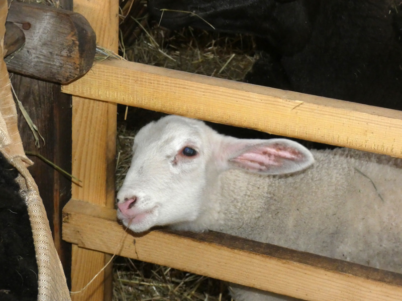 Biobauern der Region, vereinigt Euch!