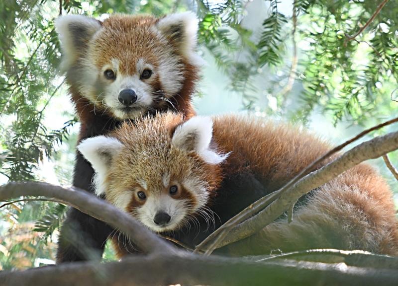 Wappentier des Zoos plötzlich tot