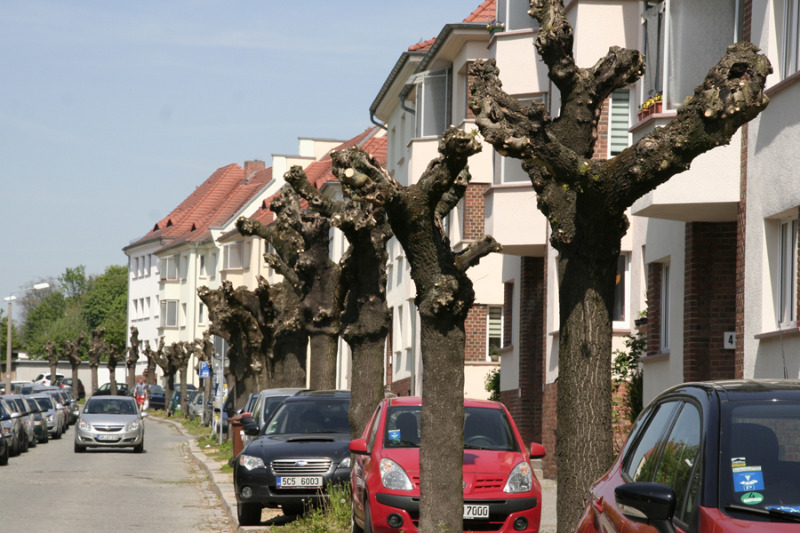 Baum-Fragmente sorgen für Ärger