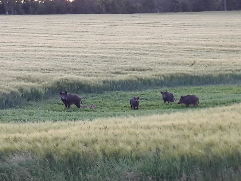 Wildschweinbraten trotz afrikanischer Schweinepest?