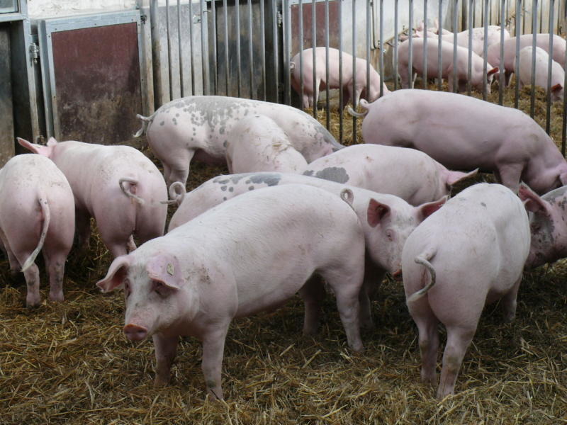 Schweinemastanlage Ralbitz: Baubeginn ist noch 2018