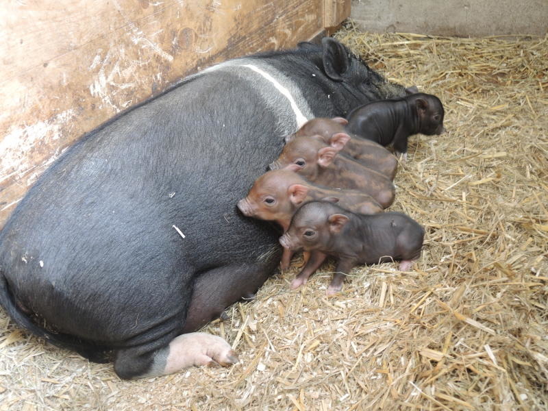 Sommerferien  im Tierpark