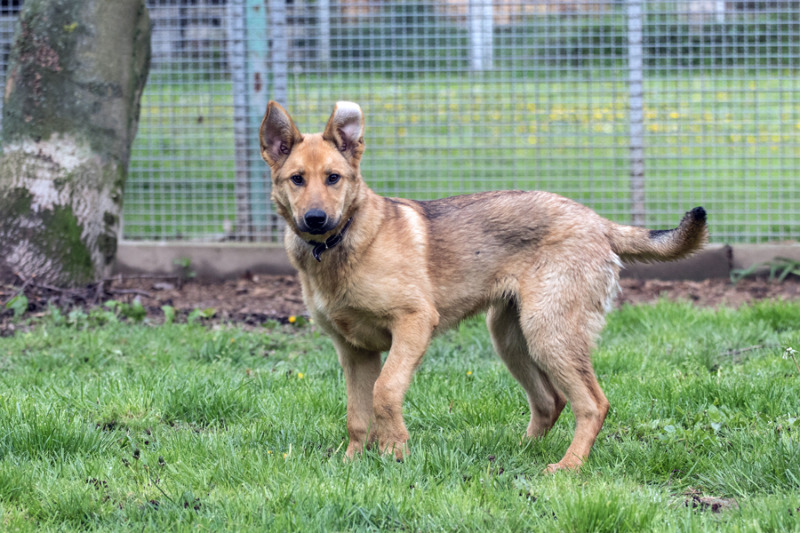 Die Hundevermittler von Bloaschütz