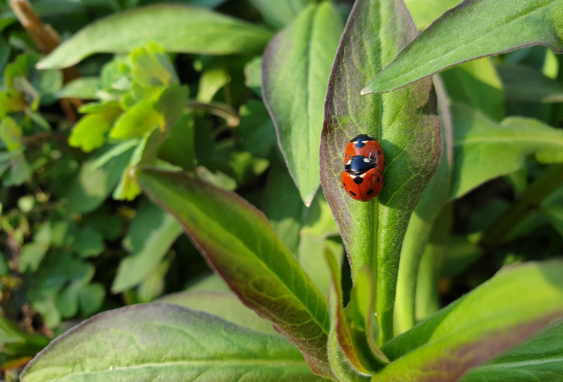 NABU-Aktion: Insekten zählen