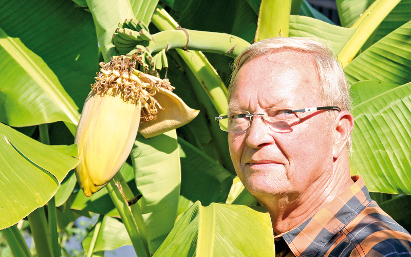 Stübners Bananen „made in Görlitz“