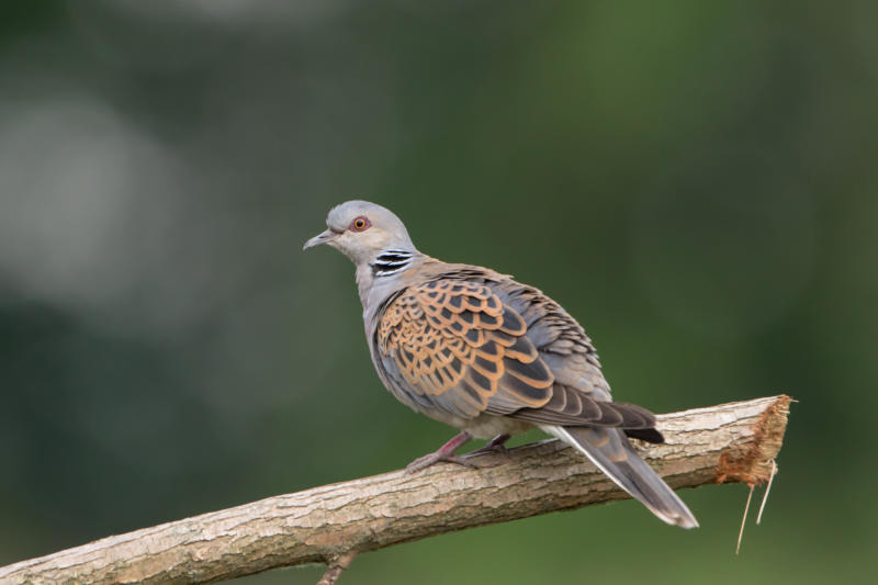 Liebesbote und „Vogel des Jahres 2020“ ist bei uns noch heimisch