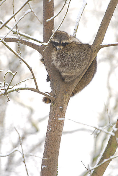 Der Tierpark hat jetzt manche Reize