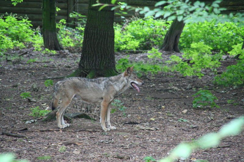 Verderben viele Köche den Brei beim Wolfsmanagement?