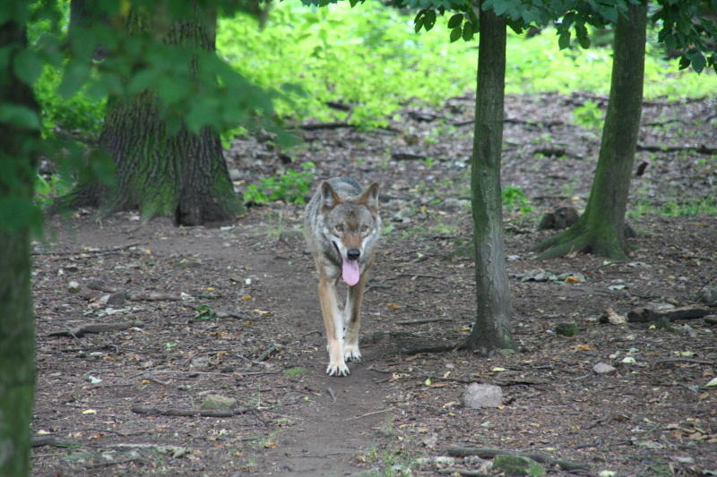 Toter Hund befördert Wolfsdebatte aufs Neue