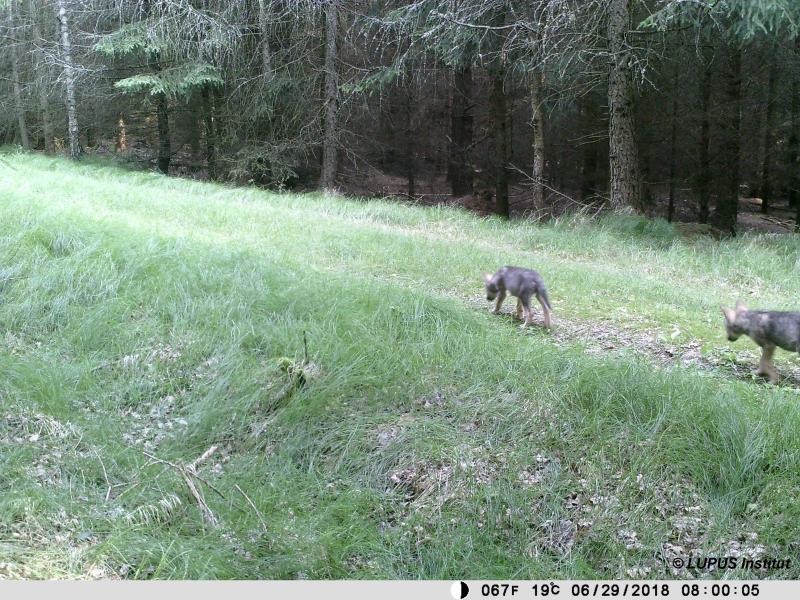 Massenei ist Wolfsterritorium