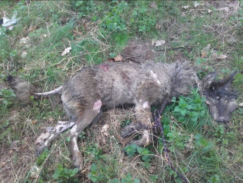 Belohnung für Ergreifung des Wolftöters ausgesetzt