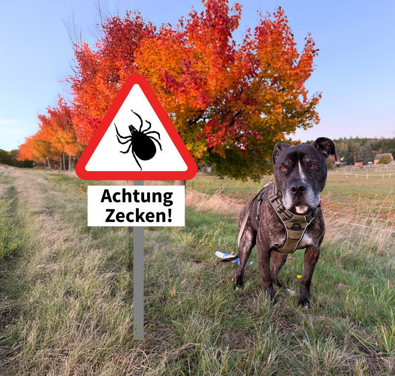 Die stille Invasion, wie die Hundemalaria die Lausitz erobert