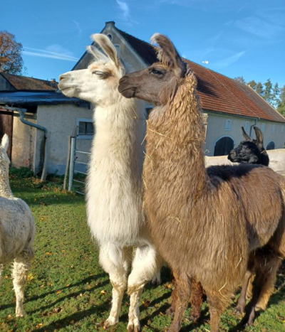 Speed-Dating mit Lamas und Alpakas