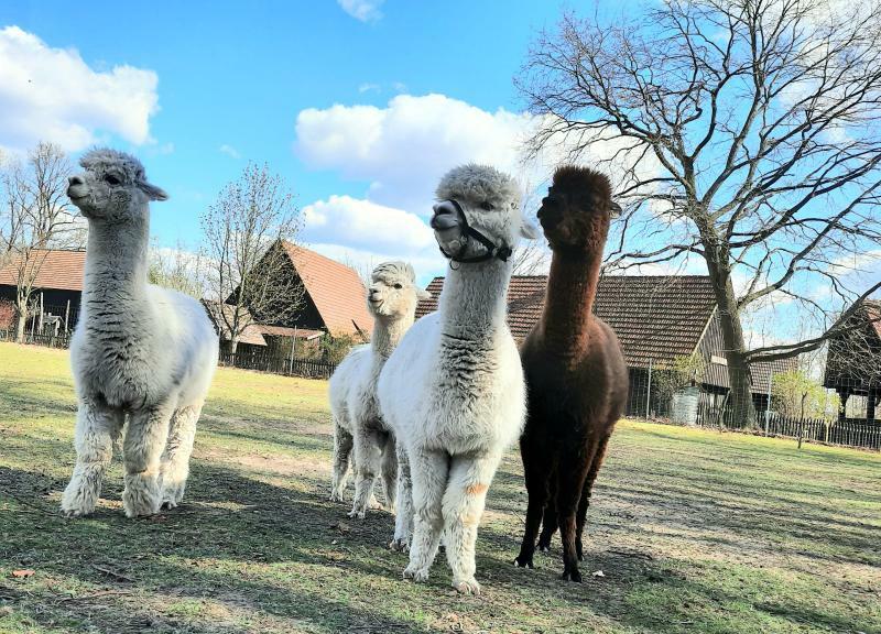 Ferienspaß auf dem Erlichthof