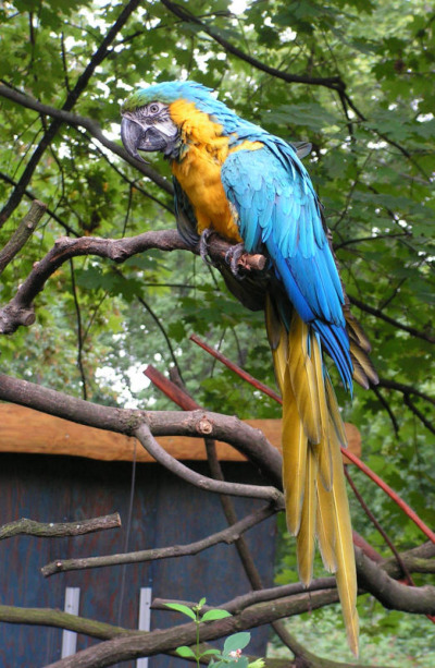  Zittauer Tierpark trauert um „Empfangsdame“ Lora