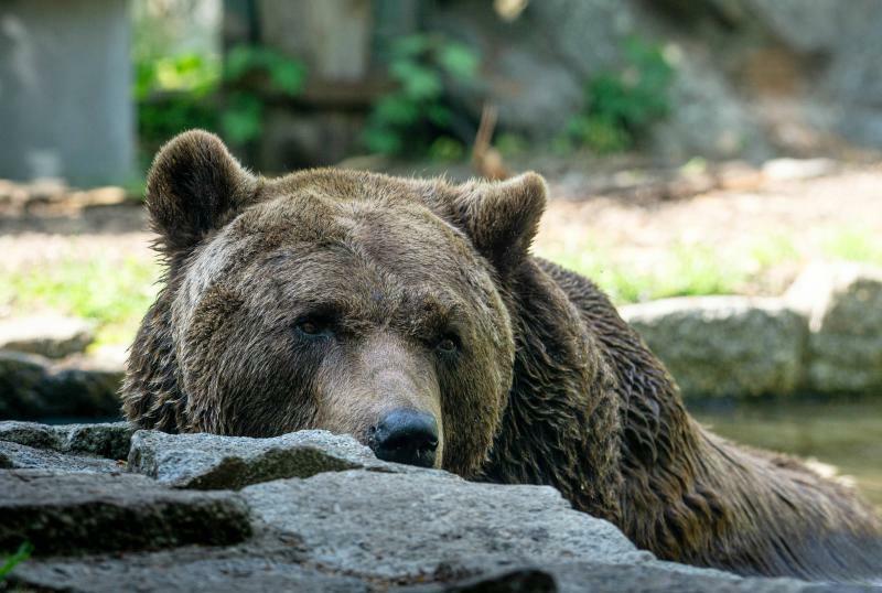 Abschied von Braunbär Balu