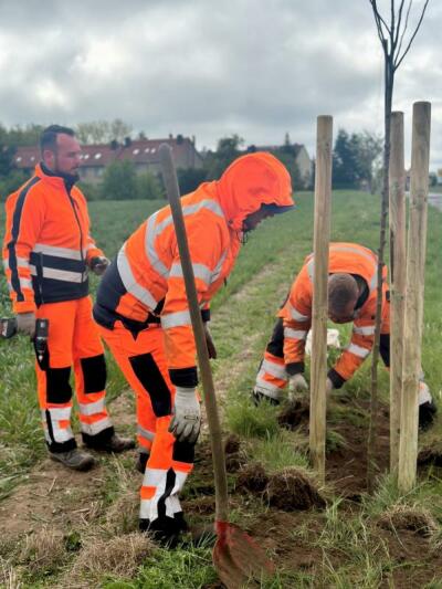 Baumpflanzungen entlang von Straßen im Kreis Görlitz