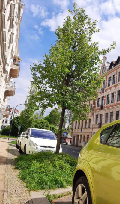 Das Grün vor der eigenen Haustür würdigen lernen