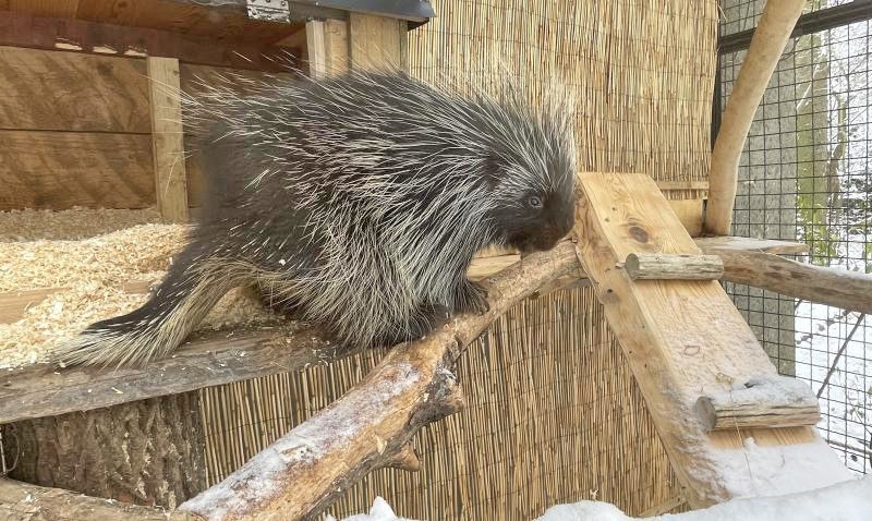 Baumstachler Borstel ist neu im Zittauer Tierpark