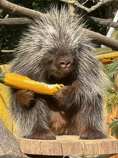 Elefantöser Spaß am Muttertag im Tierpark