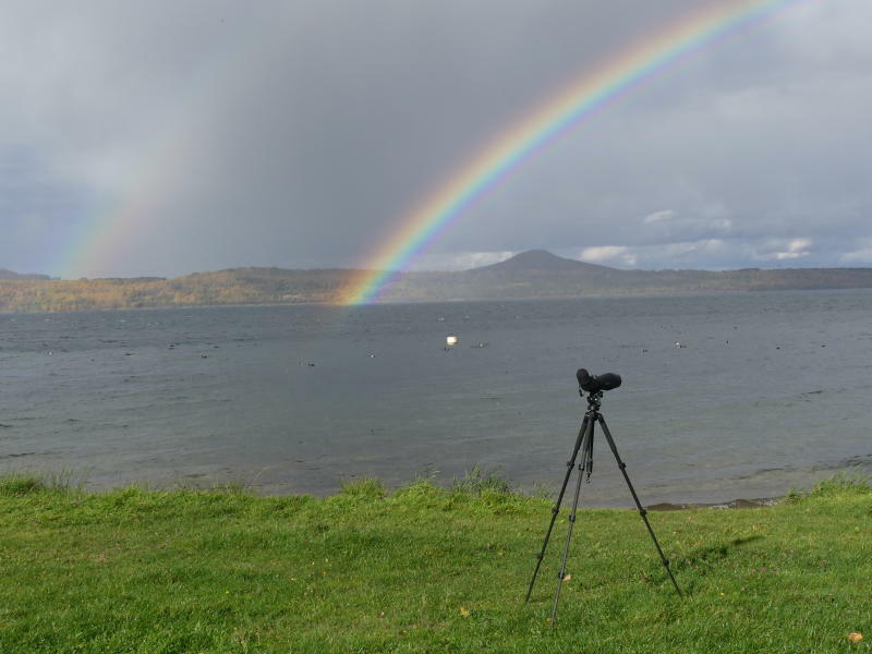 Pirsch durch Natur am Berzdorfer See