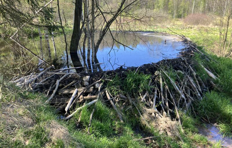 Junge Naturwächter über Vor- und Nachteile von Bibern