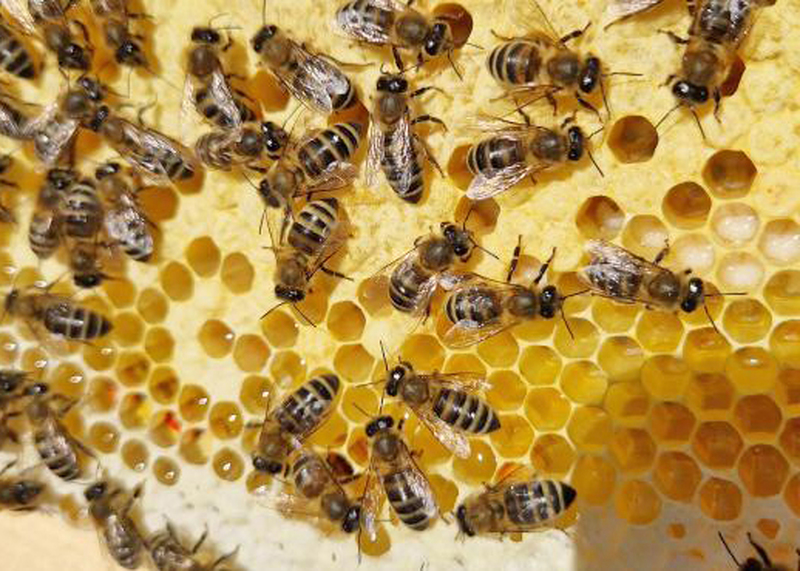 10. Oberlausitzer Bienenfachtag in Rößlers Ballsaal 