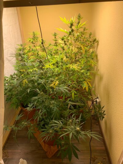 Wohnung durchsucht – Cannabisplantage gefunden