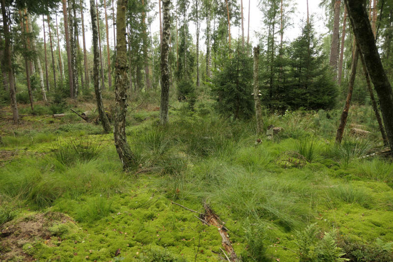 Das Wasser im Daubaner Wald halten