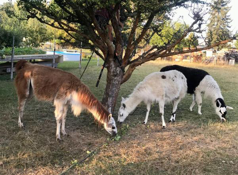 Abendspaziergang mit den Lamas in Großschönau