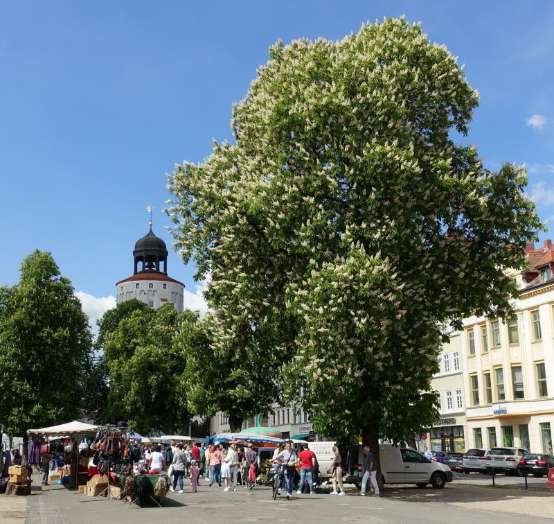 Wie lange dauert es, bis die alte Pracht wieder da ist?