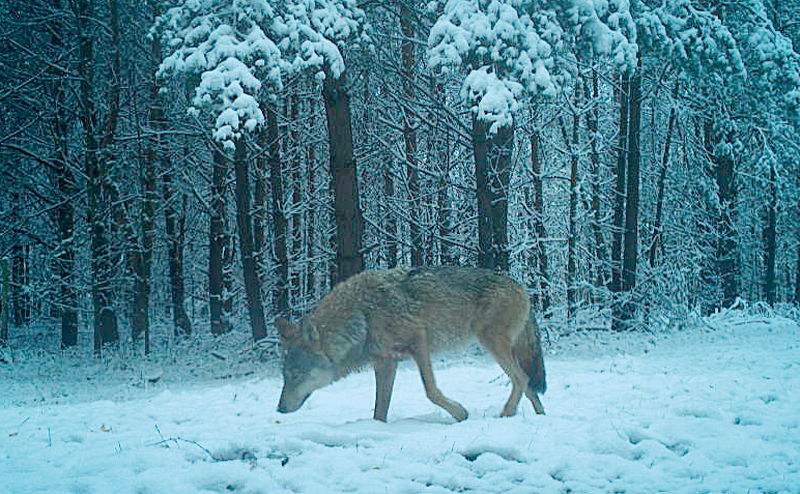 Weniger Schutz für Wolf – Infos der Wolfsscheune bleiben