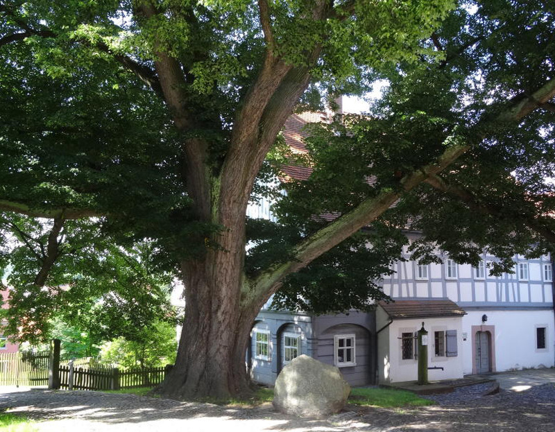 Feierlichkeiten unter großem Baum 