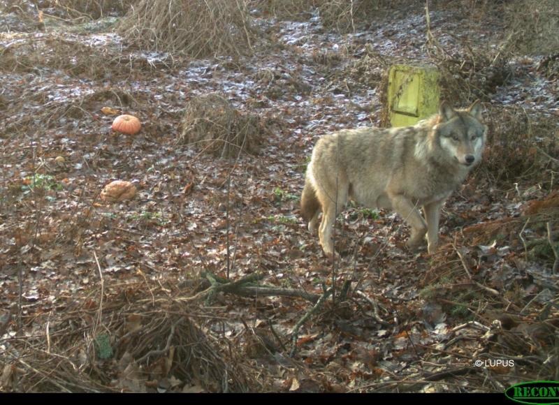 Rietschener Problemwolf darf geschossen werden