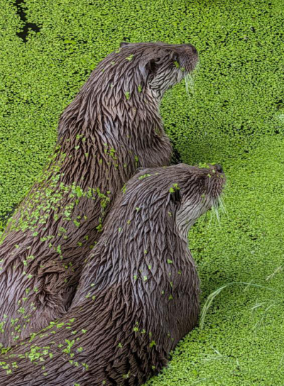 Vereinsmitglieder bildeten sich im Tierpark weiter