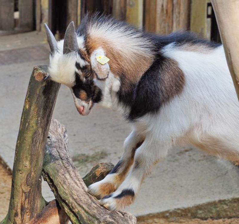 Buntes Programm zum Tierparkfest in Bischofswerda