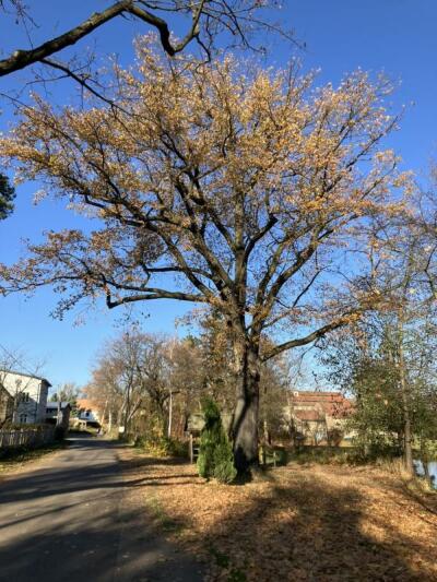 Nicht vorbei an Friedenseiche in Ludwigsdorf
