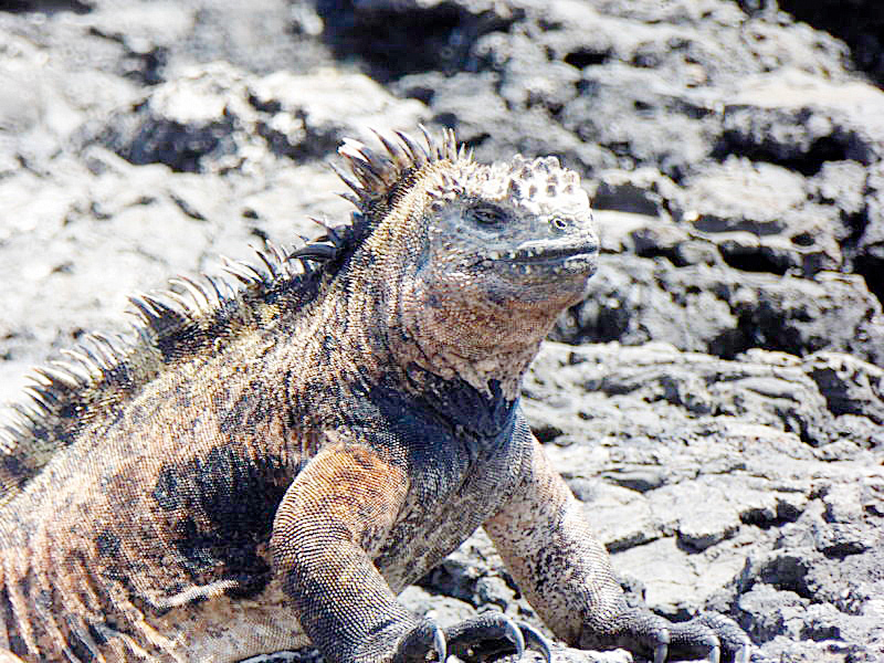 Anden, Vulkane und Galapagos in Ludwigsdorf