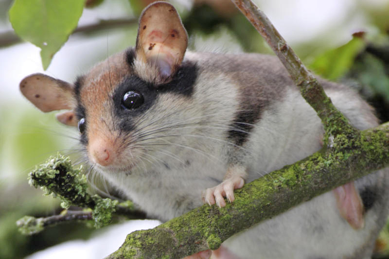 Muttertagsfest im Zittauer Tierpark