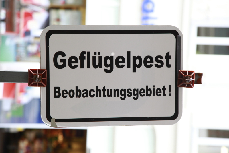 Geflügel im Landkreis Görlitz wird teilweise „aufgestallt“