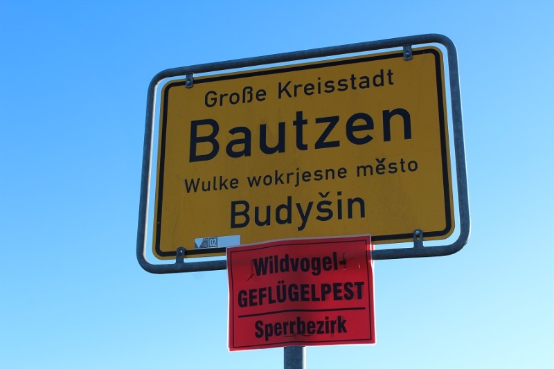 Behörden nach Schwansterben im Landkreis Bautzen alarmiert