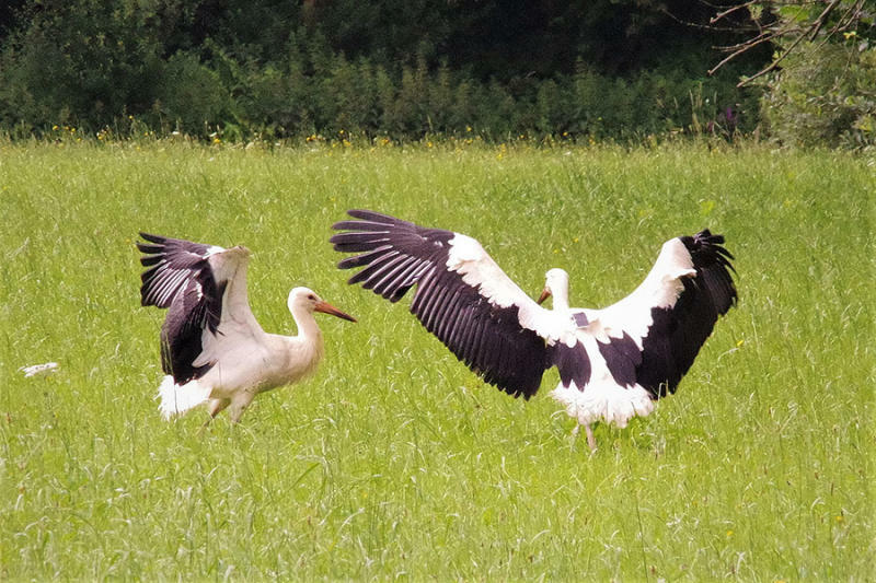 Ein Sudanese aus dem fernen Görlitzer Tierpark