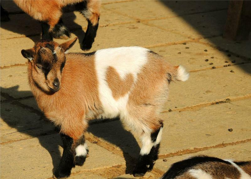 Muttertag im Tierpark von Bischofswerda