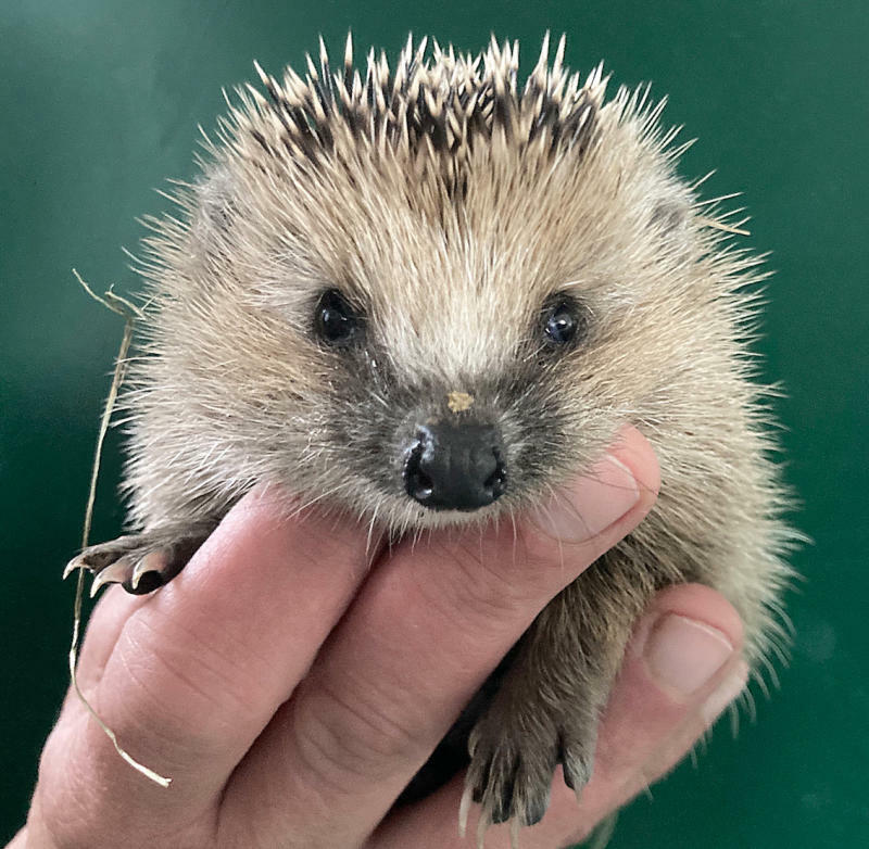 Wann brauchen kleine Igel Hilfe? Der Tierpark klärt auf